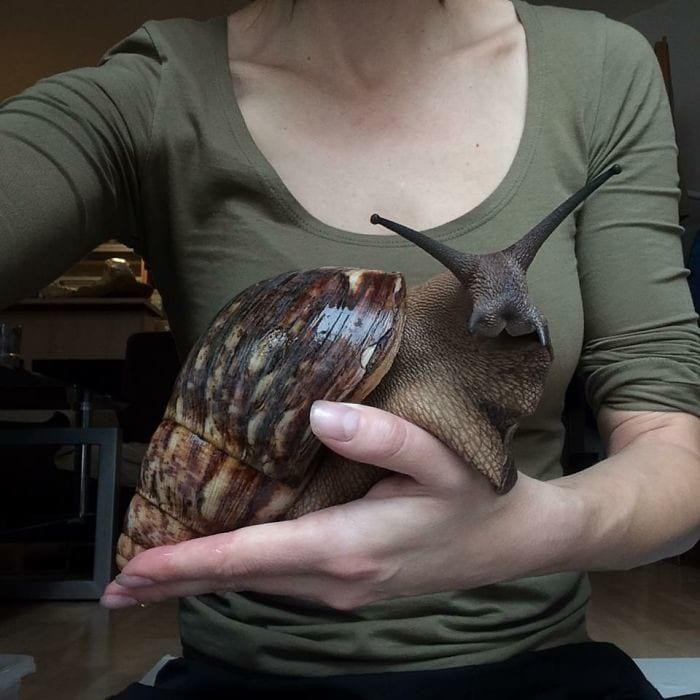 Домашний любимец