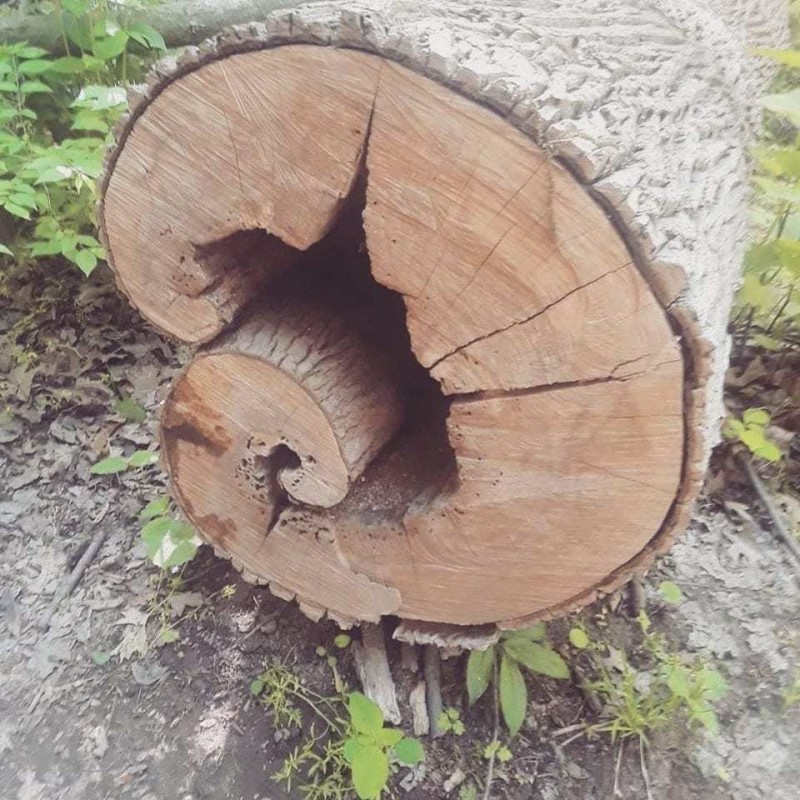Как это дерево вообще могло так вырасти?