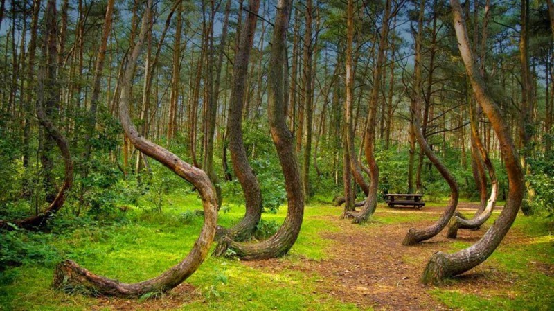Кривой лес, Клуж-Напока, Румыния