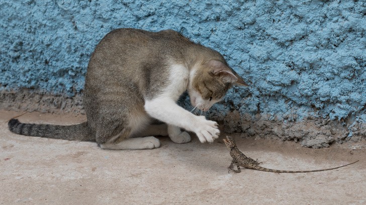 Кот и ящерица