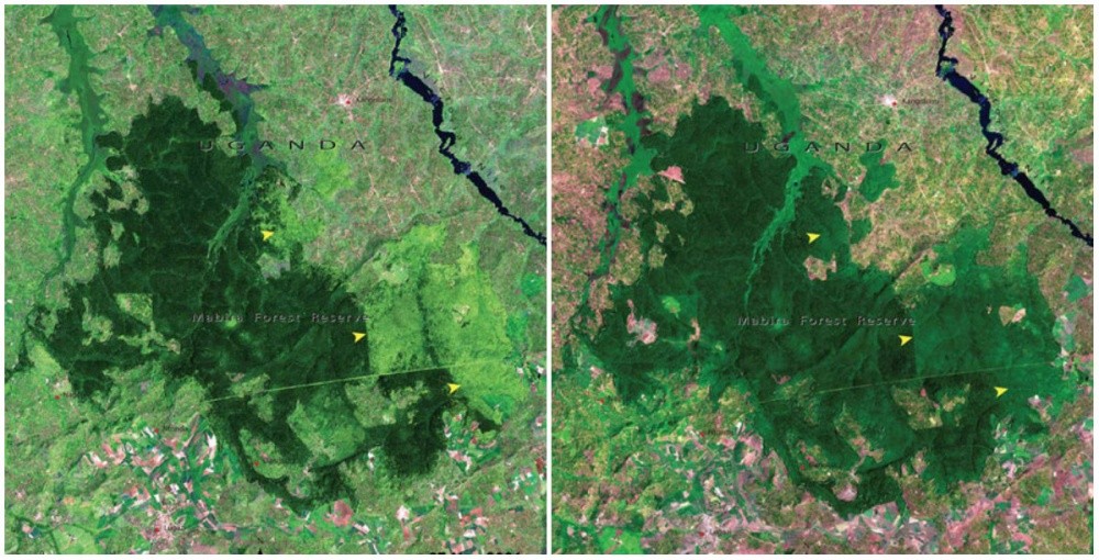Леса Мабира, Уганда. Ноябрь 2001 г. — январь 2006 г.