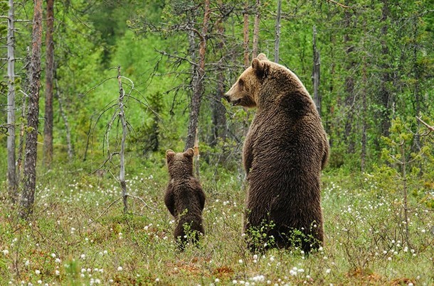 Фото животных со своими детьми