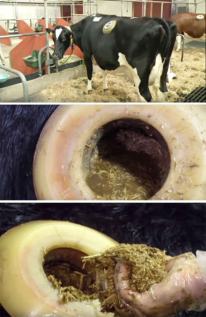 Дырка в боку у коровы