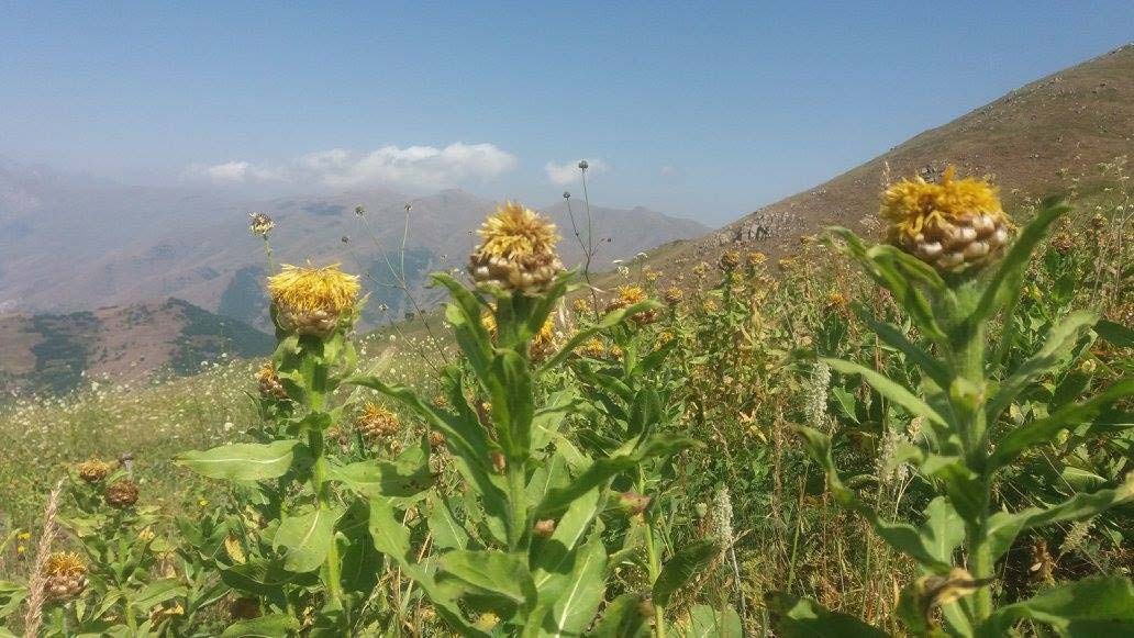 Փուխրուտ