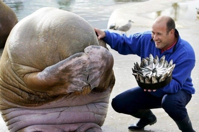Моржу подарили торт из рыбы на день рождения